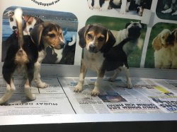 Mükemmel Beagle Yavrularımız 1