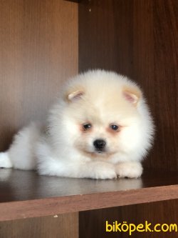 Ailenizin Yeni Neşesi 1