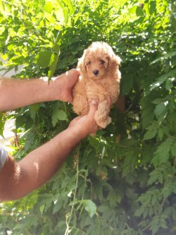 Orjinal Toy Poodle Bebekler 3
