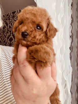 MİNYATÜR VE TOY RED POODLE BEBEKLER 2