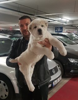 Satılık Alabay Yavruları 1
