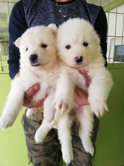 Samoyed Yavrularımız Irk Garantilidir 1
