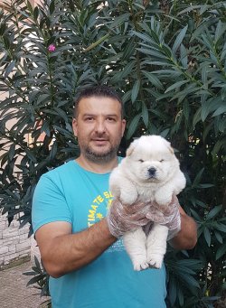 Satılık  Chow Chow Yavruları Mor Dilli 3