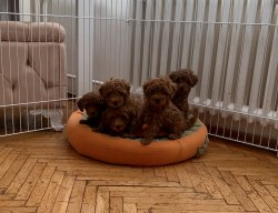 Toy Poodle Red Brown Safkan Aşılı Eğitimli Yavrularımız 1