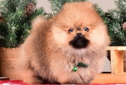 POMERANIAN BOO YAVRULARIMIZ 1