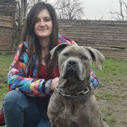Irk Garantili Cane Corso Yavruları 4