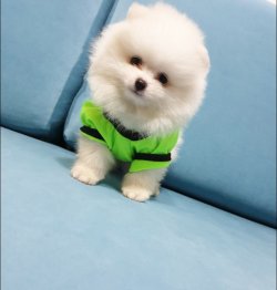 Pomeranian Boo Teddy Bear Yeni Gelen Yavrularımız 4