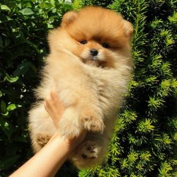 Orji̇nal Pomerani̇an Boo Yavrularımız 3