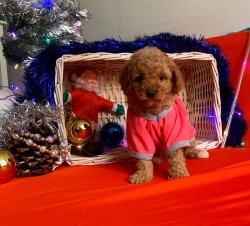 Toy Poodle Mini Boy Yavrular 2