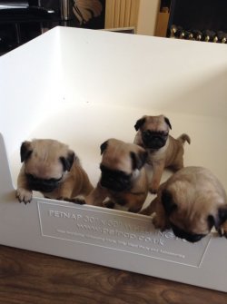 PUG MOPS YAVRULARI 4