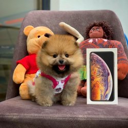 -Orjinal  Teddybear Yüz Yapısına Sahip PomeranianBoo 1
