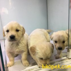 BEBEK YÜZ GOLDEN RETRIEWER YAVRULARI ANKARA PET SHOP TA 2