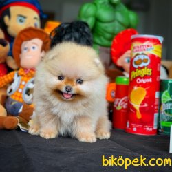 3 Aylık Teacup Boy PomeranianBoo Kızımız 4