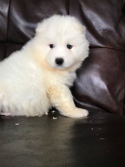 PAMUK GİBİ SAMOYED YAVRULARI 3