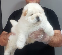 Türki̇ye'ni̇n En Özel Chow Chow Yavrusu 3