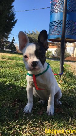 Bakımlı French Bulldog 2