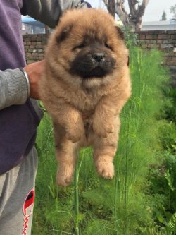 KAHVERENGİ(KIZIL) CHOW CHOW YAVRULARI 2