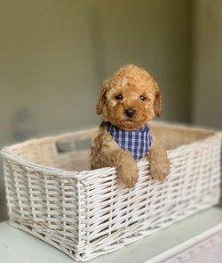 Sevi̇mli̇ Toy Poodle Yavrularımız 4