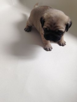PUG MOPS YAVRULARIMIZ 2