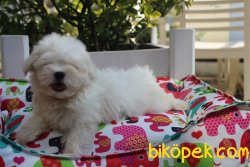 Süper Kalite 0 Numara Maltese Terrier Yavrularımız Geldi 5