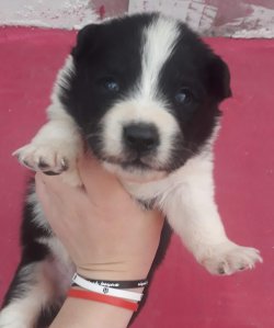 Muhteşem Border Collie Yavruları 1