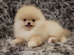 Pomeranian Boo Irk Garantili Ayicik Tipi Yavrular 1