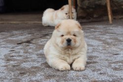 Chow Chow Çin Aslanı Yavrularımız Afyonkarahisardan ( Erkek Dişi Mevcuttur ) 3