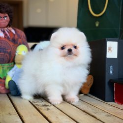 Yeni Gelen Kar Beyazı TeddyBear Oğlumuz 5