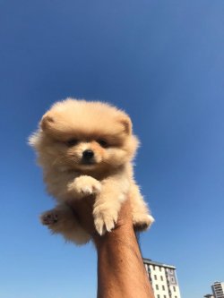 Pomerani̇an Boo 2