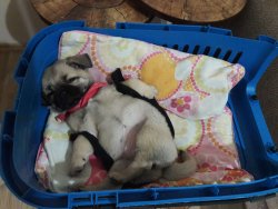 3 Aylık Dişi Aşılı Kimlikli Tuvalet Eğitimli 1