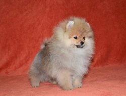POMERANNIAN BOO YAVRULARIMIZ 4