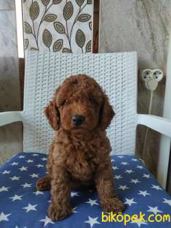 55 Günlük ToyPoodle Yavrularımız 3