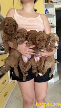 55 Günlük ToyPoodle Yavrularımız 5