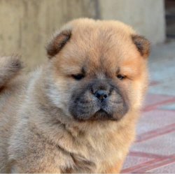Kızıl Chow Chow Yavrularımız 2