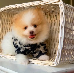 Orjinal Pomeranian Boo Yavrularımız 3