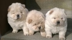 CHOW CHOW ÇİN ASLANI YAVRULARIMIZ 3