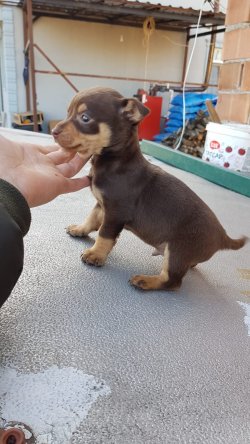 Minyatür Pinscher Yavrularımız 5