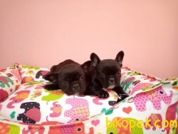 Süper Kalite Franch Bulldog Yavrularımız Petonya Farkı Ile Mağaza 4