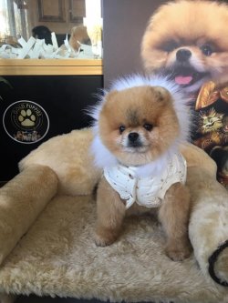 AYI SURAT POMERANİAN BOO DOG EĞİTİMLİ  YETİŞKİNLER 2