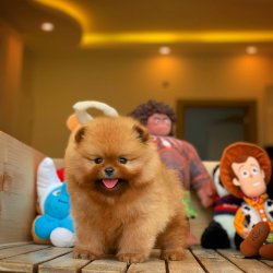 Yarışma Düzeyi TeddyBear Yüz Yapısına Sahip PomeranianBoo 1