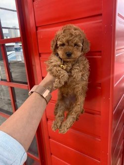 Sevi̇mli̇ Toy Poodle Yavrularımız 4