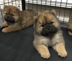 CHOW CHOW ( Çin Aslanı ) YAVRULARI 2