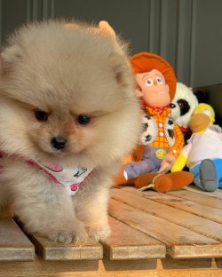 Irk Ve Sağlık Garantili PomeranianBoo Yavrularımızdan 2