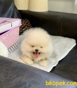 SAFKAN ORJİNAL POMERANİAN BOO YAVRULAR 2