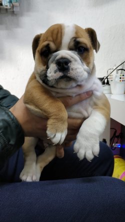 ENGLİSH BULDOG YAVRUSU 1