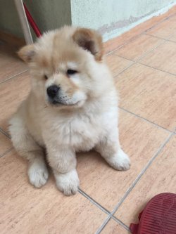Chow Chow Çi̇n Aslanı Yavrularımız 2