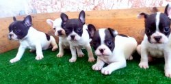 İzmir.De Safkan French Bulldog Erkek Ve Dişi Yavrular 1