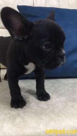 56 Günlük Erkek French Bulldog 2