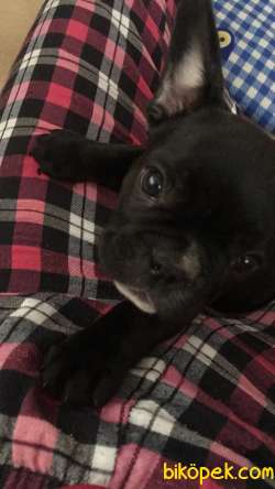 56 Günlük Erkek French Bulldog 4
