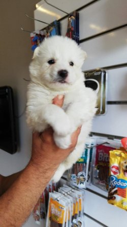 Samoyed Yavrularımız Irk Garantilidir 4